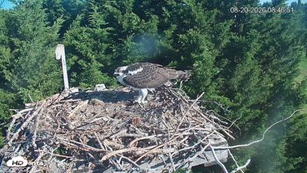 Medina Washington Live Osprey Nest Webcam - Aug 20, 2026, 8:47am PDT