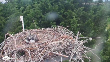 Medina Washington Live Osprey Nest Webcam - Aug 1, 2026, 7:04am PDT