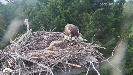 Medina Washington Live Osprey Nest Webcam - Jun 30, 2026, 7:19pm PDT