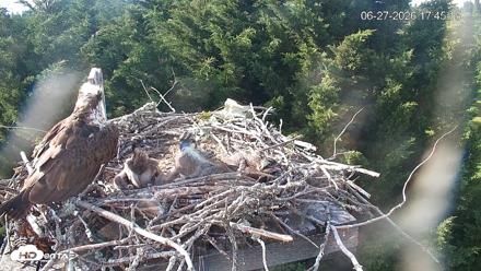 Medina Washington Live Osprey Nest Webcam - Jun 27, 2026, 5:46pm PDT