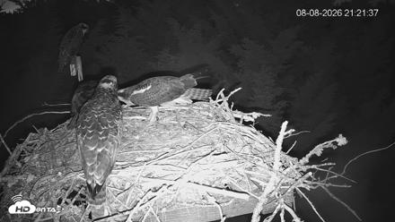 Medina Washington Live Osprey Nest Webcam - Aug 8, 2026, 9:22pm PDT
