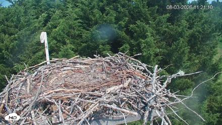 Medina Washington Live Osprey Nest Webcam - Aug 3, 2026, 11:21am PDT