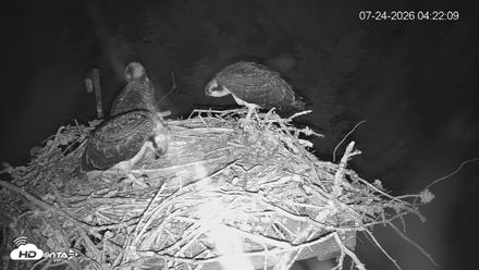 Medina Washington Live Osprey Nest Webcam - Jul 24, 2026, 4:22am PDT