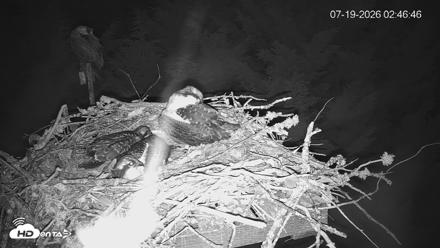 Medina Washington Live Osprey Nest Webcam - Jul 19, 2026, 2:47am PDT