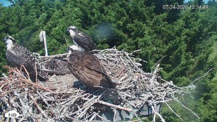Medina Washington Live Osprey Nest Webcam - Jul 24, 2026, 12:35pm PDT