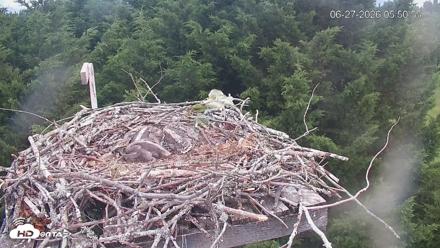Medina Washington Live Osprey Nest Webcam - Jun 27, 2026, 5:52am PDT