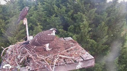 Medina Washington Live Osprey Nest Webcam - Aug 31, 2026, 6:51am PDT