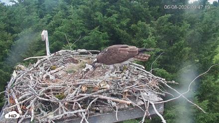 Medina Washington Live Osprey Nest Webcam - Jun 8, 2026, 9:48am PDT