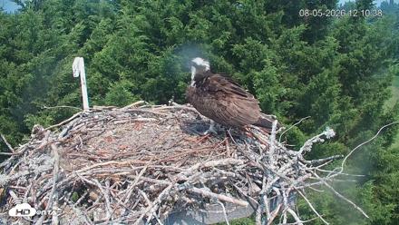 Medina Washington Live Osprey Nest Webcam - Aug 5, 2026, 12:11pm PDT