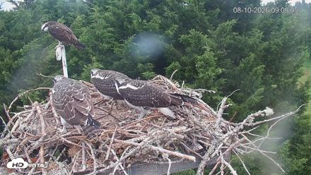 Medina Washington Live Osprey Nest Webcam - Aug 10, 2026, 9:10am PDT