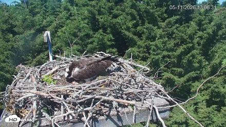 Medina Washington Live Osprey Nest Webcam - May 11, 2026, 1:07pm PDT