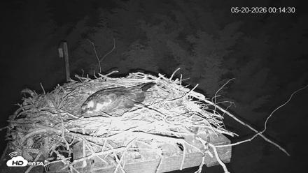 Medina Washington Live Osprey Nest Webcam - May 20, 2026, 12:15am PDT