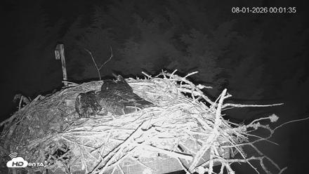 Medina Washington Live Osprey Nest Webcam - Aug 1, 2026, 12:02am PDT