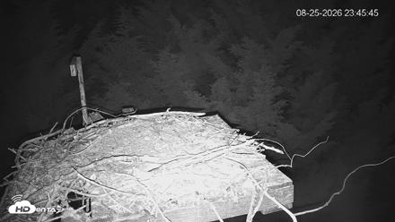 Medina Washington Live Osprey Nest Webcam - Aug 25, 2026, 11:46pm PDT