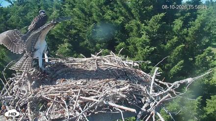 Medina Washington Live Osprey Nest Webcam - Aug 10, 2026, 3:57pm PDT