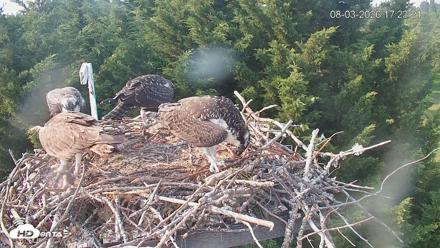 Medina Washington Live Osprey Nest Webcam - Aug 3, 2026, 5:24pm PDT