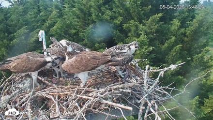 Medina Washington Live Osprey Nest Webcam - Aug 4, 2026, 3:49pm PDT