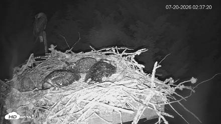 Medina Washington Live Osprey Nest Webcam - Jul 20, 2026, 2:38am PDT