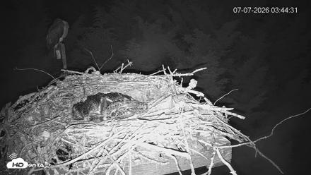 Medina Washington Live Osprey Nest Webcam - Jul 7, 2026, 3:45am PDT