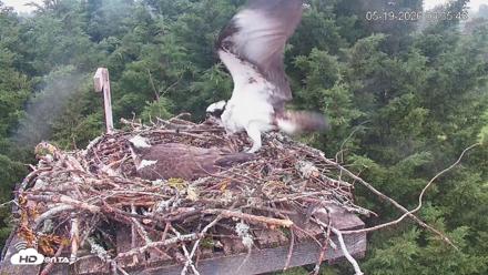 Medina Washington Live Osprey Nest Webcam - May 19, 2026, 6:36am PDT