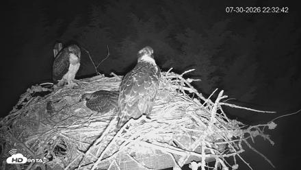 Medina Washington Live Osprey Nest Webcam - Jul 30, 2026, 10:33pm PDT
