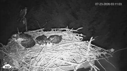 Medina Washington Live Osprey Nest Webcam - Jul 23, 2026, 3:11am PDT