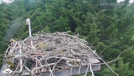 Medina Washington Live Osprey Nest Webcam - Apr 27, 2026, 9:41am PDT