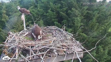 Medina Washington Live Osprey Nest Webcam - May 8, 2026, 7:36am PDT