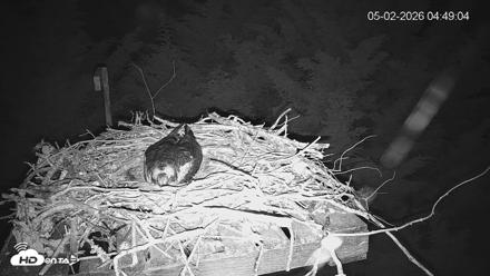 Medina Washington Live Osprey Nest Webcam - May 2, 2026, 4:49am PDT