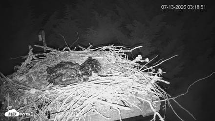 Medina Washington Live Osprey Nest Webcam - Jul 13, 2026, 3:19am PDT