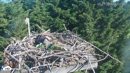 Medina Washington Live Osprey Nest Webcam - May 27, 2026, 8:52am PDT