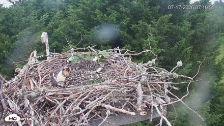 Medina Washington Live Osprey Nest Webcam - Jul 17, 2026, 7:11am PDT