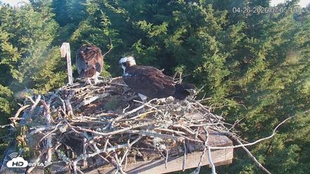 Medina Washington Live Osprey Nest Webcam - Apr 26, 2026, 7:06am PDT