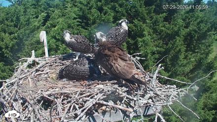 Medina Washington Live Osprey Nest Webcam - Jul 29, 2026, 11:06am PDT