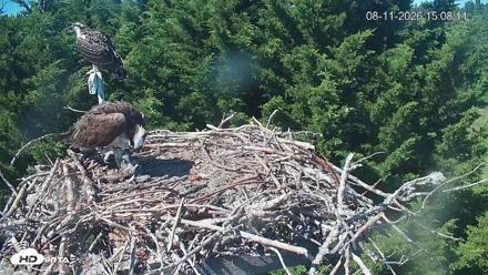 Medina Washington Live Osprey Nest Webcam - Aug 11, 2026, 3:08pm PDT