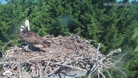 Medina Washington Live Osprey Nest Webcam - Aug 9, 2026, 10:48am PDT