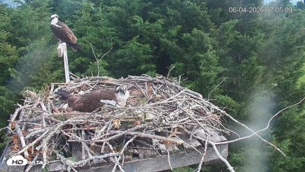 Medina Washington Live Osprey Nest Webcam - Jun 4, 2026, 7:07am PDT