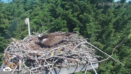 Medina Washington Live Osprey Nest Webcam - May 21, 2026, 10:29am PDT