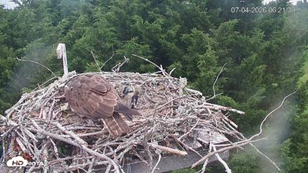 Medina Washington Live Osprey Nest Webcam - Jul 4, 2026, 6:22am PDT