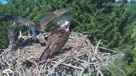 Medina Washington Live Osprey Nest Webcam - Jul 29, 2026, 1:13pm PDT