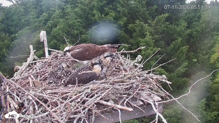 Medina Washington Live Osprey Nest Webcam - Jul 11, 2026, 5:52am PDT
