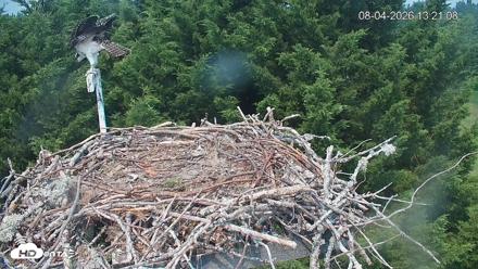Medina Washington Live Osprey Nest Webcam - Aug 4, 2026, 1:22pm PDT