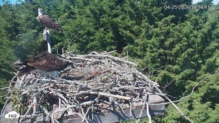 Medina Washington Live Osprey Nest Webcam - Apr 25, 2026, 2:15pm PDT
