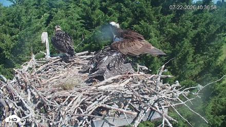 Medina Washington Live Osprey Nest Webcam - Jul 22, 2026, 10:37am PDT
