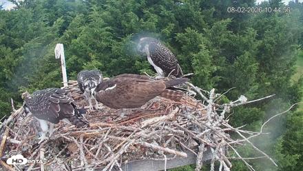 Medina Washington Live Osprey Nest Webcam - Aug 2, 2026, 10:45am PDT