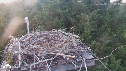 Medina Washington Live Osprey Nest Webcam - Apr 25, 2026, 8:11pm PDT