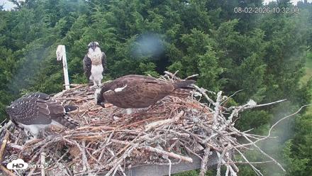Medina Washington Live Osprey Nest Webcam - Aug 2, 2026, 10:32am PDT