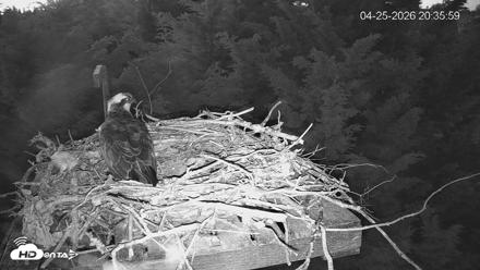 Medina Washington Live Osprey Nest Webcam - Apr 25, 2026, 8:36pm PDT