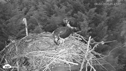 Medina Washington Live Osprey Nest Webcam - Aug 2, 2026, 5:48am PDT
