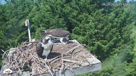 Medina Washington Live Osprey Nest Webcam - Aug 29, 2026, 1:43pm PDT